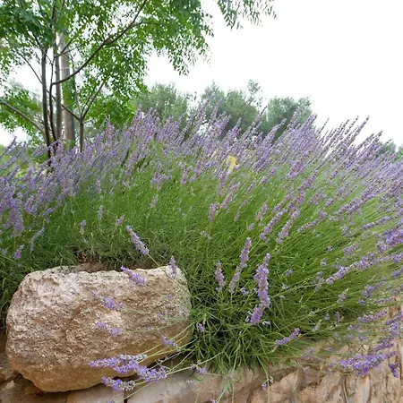 With Parking Space Bozava, Dugi Otok - 23903